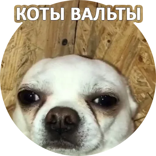 😍 Стикер «За мат извини» для Telegram