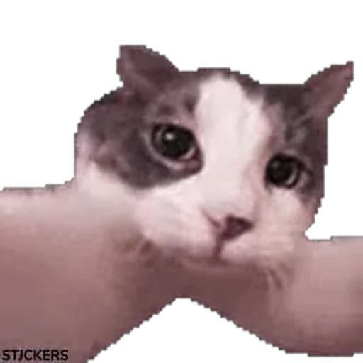 😽 Стикер «??همچی اینجاس» для Telegram