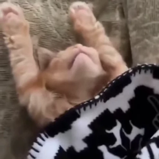 🐈 Стикер «Засыпающие котики» для Telegram