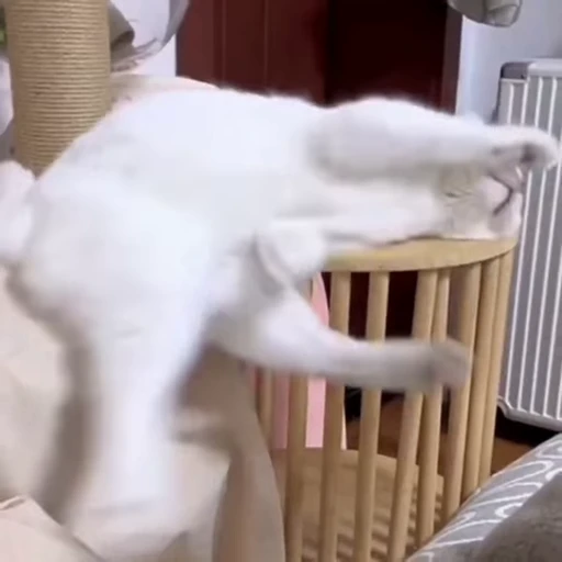 🐈 Стикер «Засыпающие котики» для Telegram