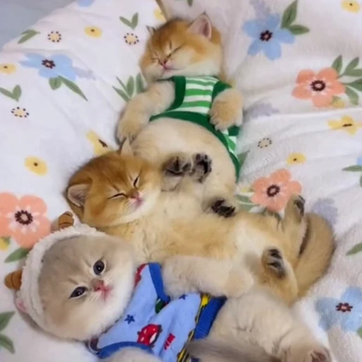 🐈 Стикер «Засыпающие котики» для Telegram
