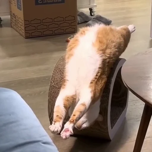 🐈 Стикер «Засыпающие котики» для Telegram
