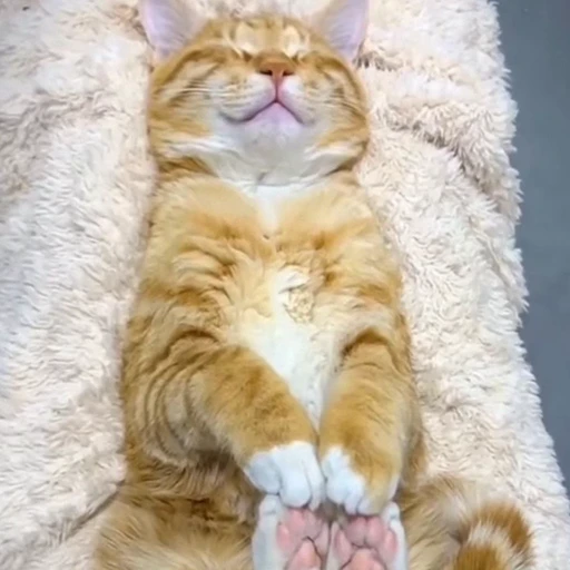 🐈 Стикер «Засыпающие котики» для Telegram