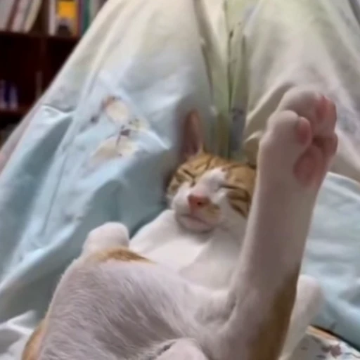 🐈 Стикер «Засыпающие котики» для Telegram