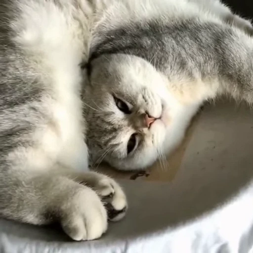 🐈 Стикер «Засыпающие котики» для Telegram