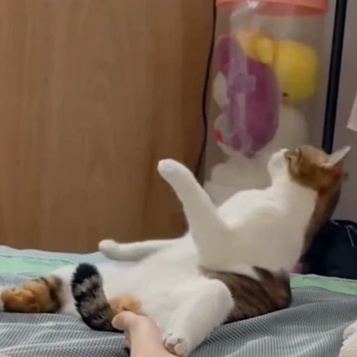🐈 Стикер «Засыпающие котики» для Telegram