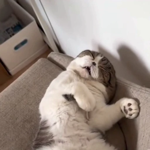 🐈 Стикер «Засыпающие котики» для Telegram