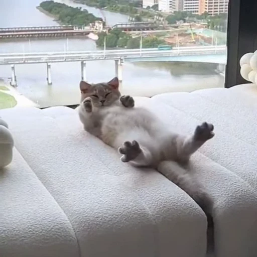🐈 Стикер «Засыпающие котики» для Telegram