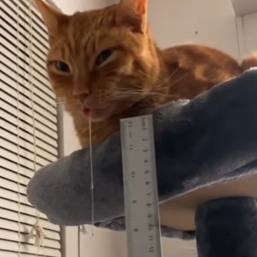 🐈 Стикер «Засыпающие котики» для Telegram