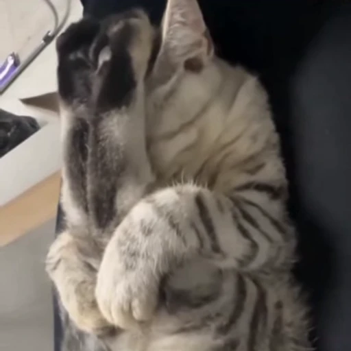 🐈 Стикер «Засыпающие котики» для Telegram