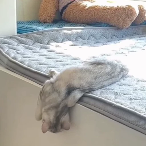 🐈 Стикер «Засыпающие котики» для Telegram
