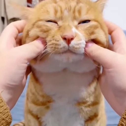 🐈 Стикер «Засыпающие котики» для Telegram