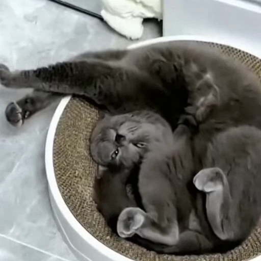 🐈 Стикер «Засыпающие котики» для Telegram