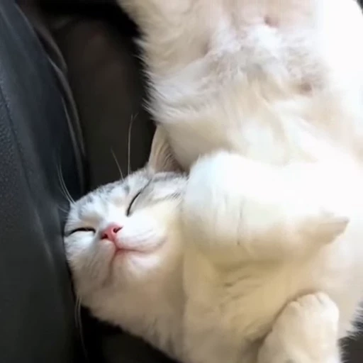 🐈 Стикер «Засыпающие котики» для Telegram