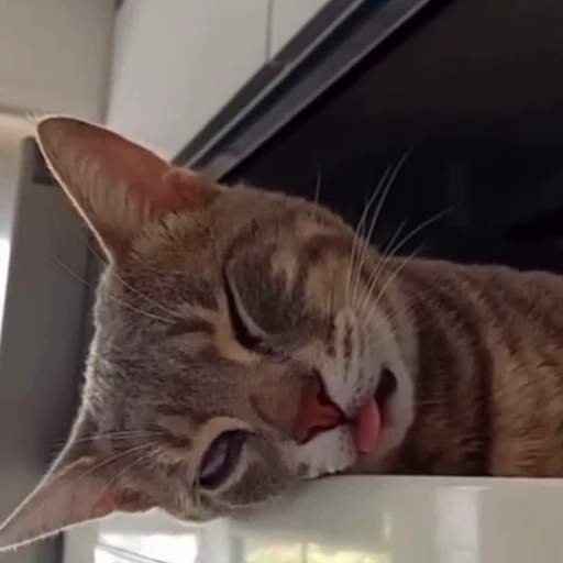 🐈 Стикер «Засыпающие котики» для Telegram