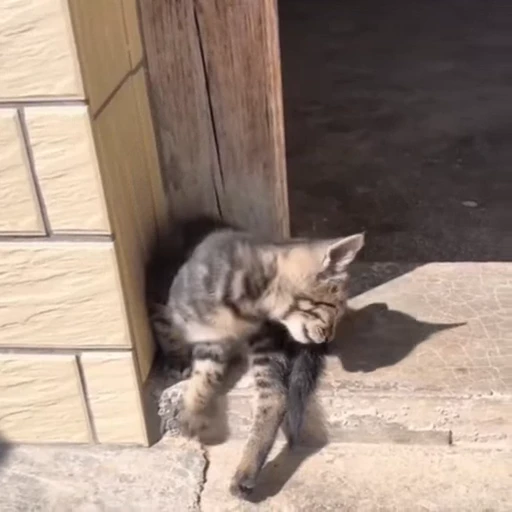 🐈 Стикер «Засыпающие котики» для Telegram