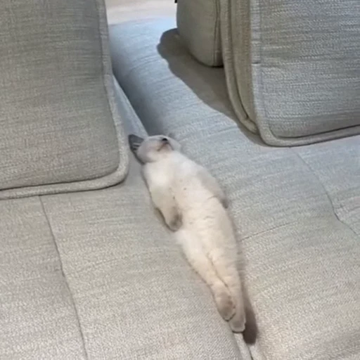 🐈 Стикер «Засыпающие котики» для Telegram