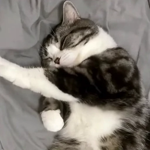 🐈 Стикер «Засыпающие котики» для Telegram