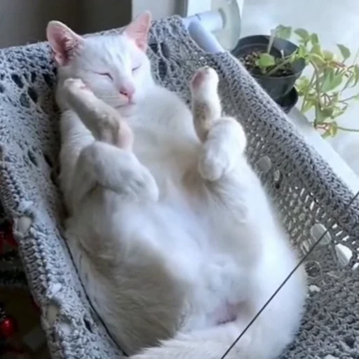 🐈 Стикер «Засыпающие котики» для Telegram
