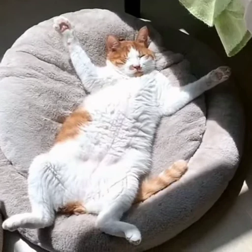 🐈 Стикер «Засыпающие котики» для Telegram