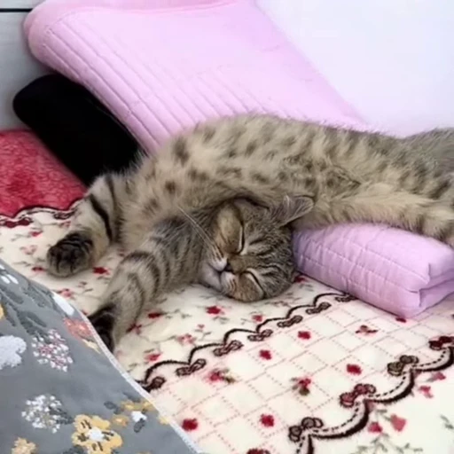 🐈 Стикер «Засыпающие котики» для Telegram