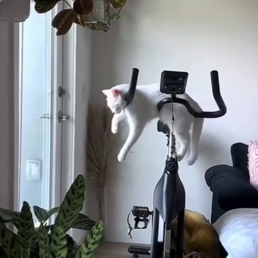 🐈 Стикер «Засыпающие котики» для Telegram