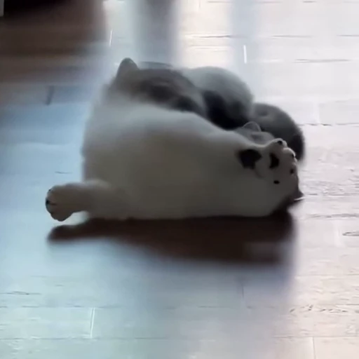 🐈 Стикер «Засыпающие котики» для Telegram