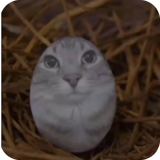 🥚 Стикер «Зазу» для Telegram