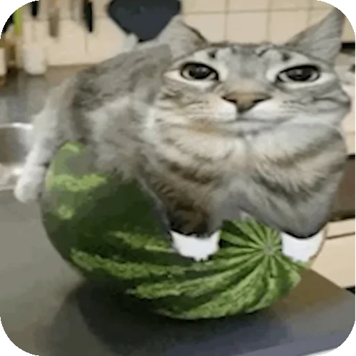 🍉 Стикер «Зазу» для Telegram
