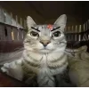 Стикер 43 Zazu All Emotes