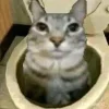 Стикер 30 Zazu All Emotes
