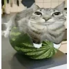 Стикер 15 Zazu All Emotes