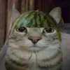 Стикер 3 Zazu All Emotes
