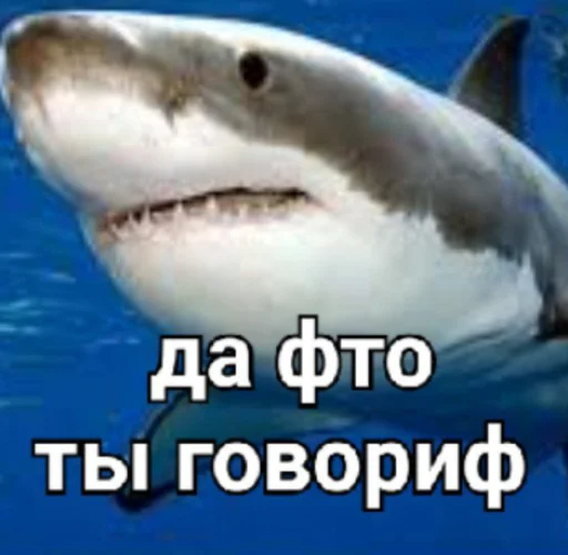 🙊 Стикер «zero_skamm» для Telegram