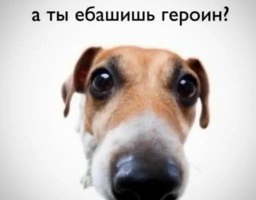 🧐 Стикер «zero_skamm» для Telegram