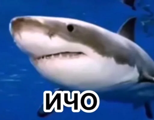 😒 Стикер «zero_skamm» для Telegram