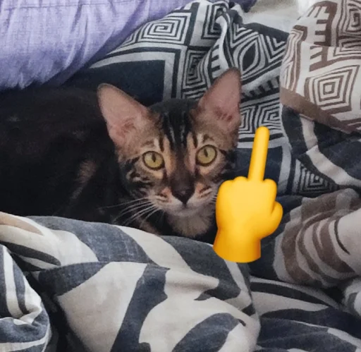 🖕 Стикер «ZEUS V 2.0» для Telegram