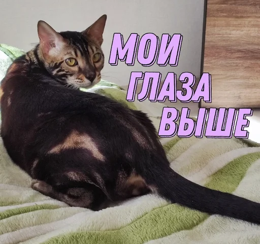 😠 Стикер «ZEUS V 2.0» для Telegram