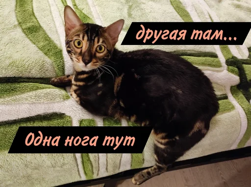 🚶 Стикер «ZEUS V 2.0» для Telegram