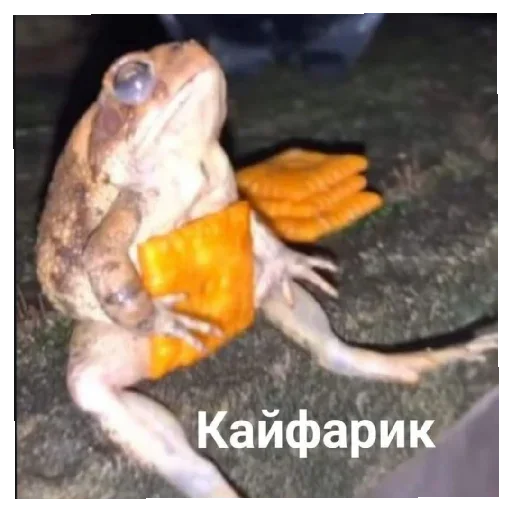 😋 Стикер «Жабычи и ляги» для Telegram