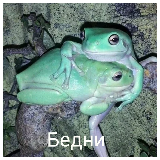 🥺 Стикер «Жабычи и ляги» для Telegram