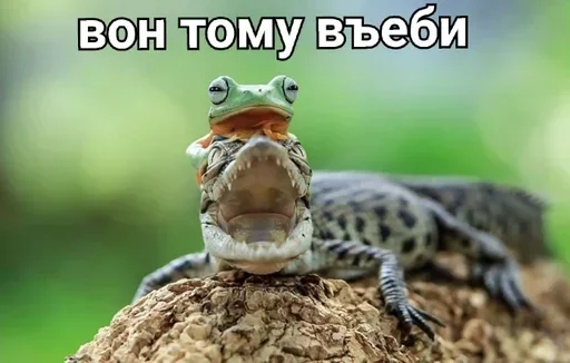 👉 Стикер «Жабычи и ляги» для Telegram