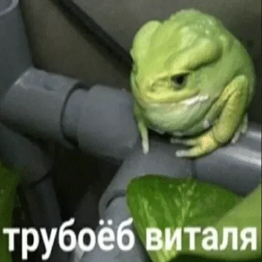 😶 Стикер «Жабычи и ляги» для Telegram