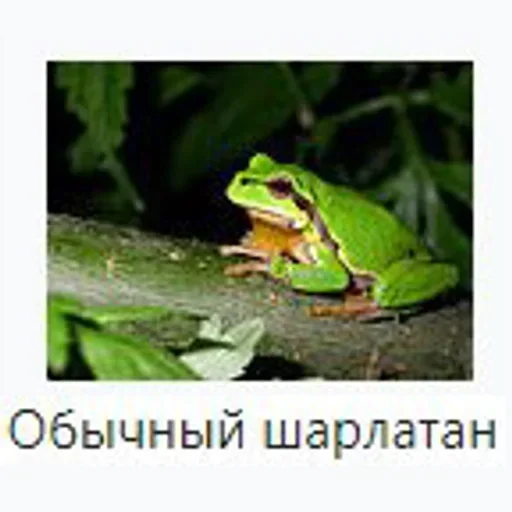 😠 Стикер «Жабычи и ляги» для Telegram