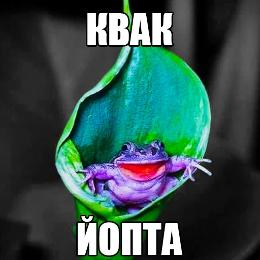 👋 Стикер «жаби йопта» для Telegram