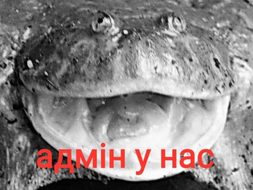 😡 Стикер «жаби йопта» для Telegram