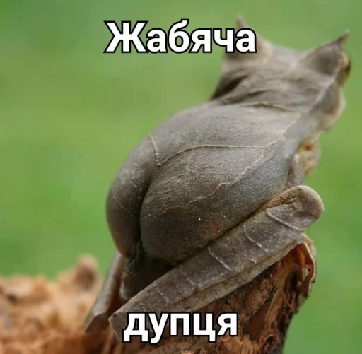 🍑 Стикер «жаби йопта» для Telegram