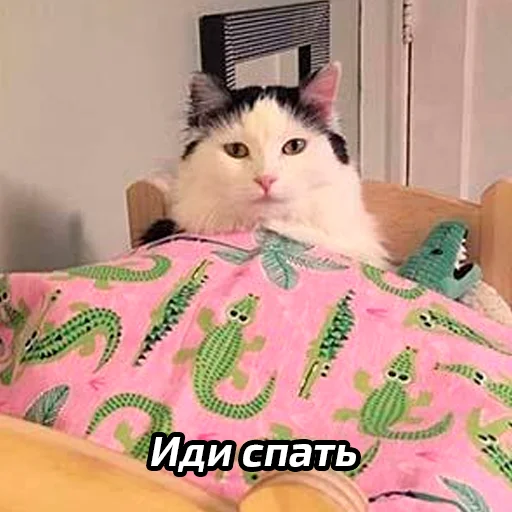 😴 Стикер «Бабские стикеры» для Telegram