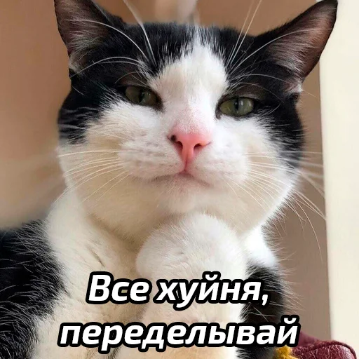🤣 Стикер «Бабские стикеры» для Telegram