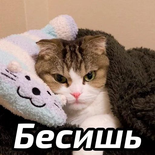 😡 Стикер «Бабские стикеры» для Telegram